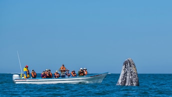 Whale watching on a National Geographic wildlife expedition